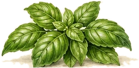 Verse basilicum
